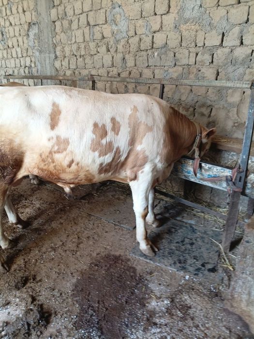 Mollar sotiladi yeb ichishi yaxshi