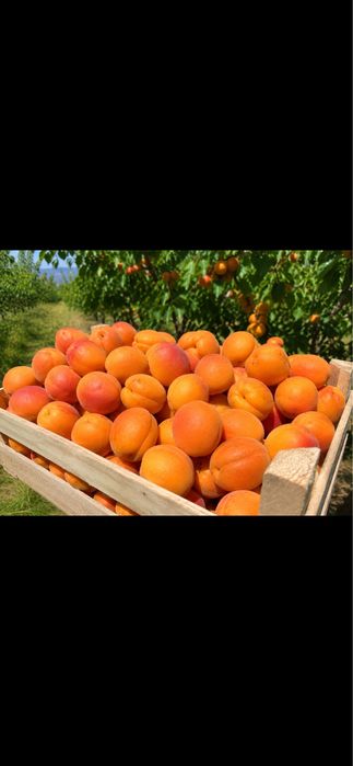 Caise pentru tuica si vin caltiate superioara