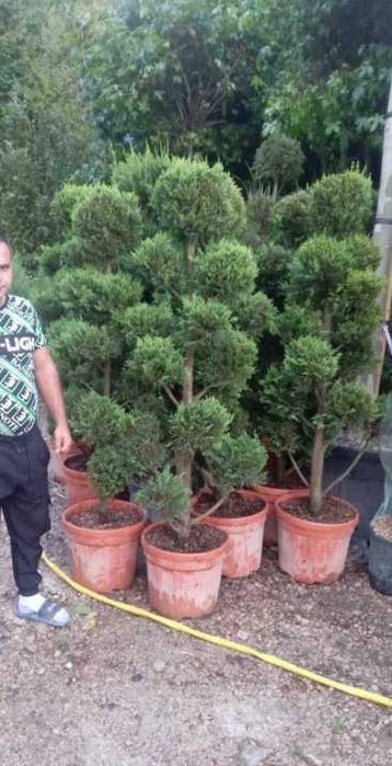 Arbori Ornamentali Maturi – Transport Propriu Inclus