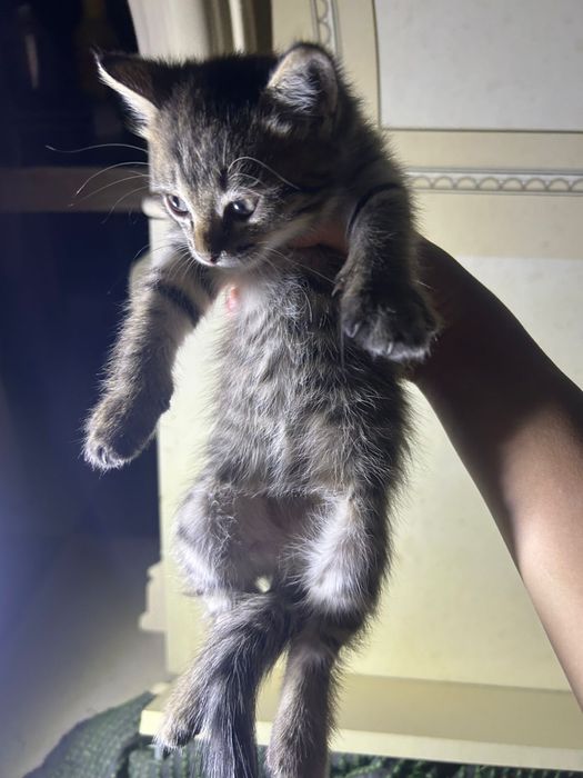 котенок отдам добрые руки