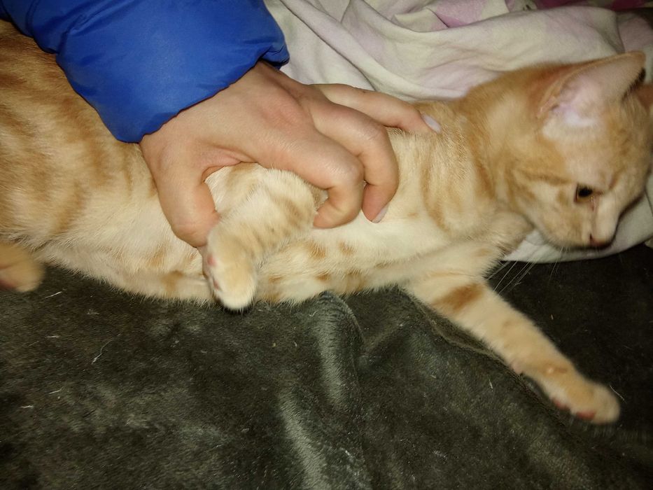 Котенца от Каварна тирсят дом