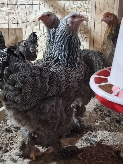 Oua pentru incubat din rasele brahma, australorp, leghorn si la bresse