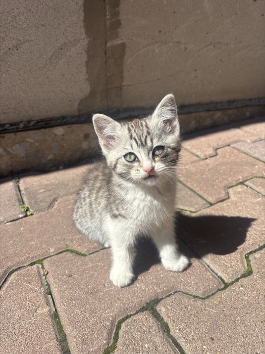отдам котят