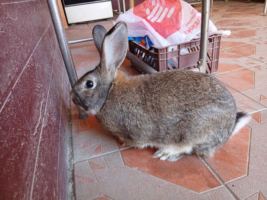 Самка Большой породистый кролик Фландер.