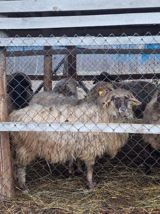 Se vând 4 oi țurcane