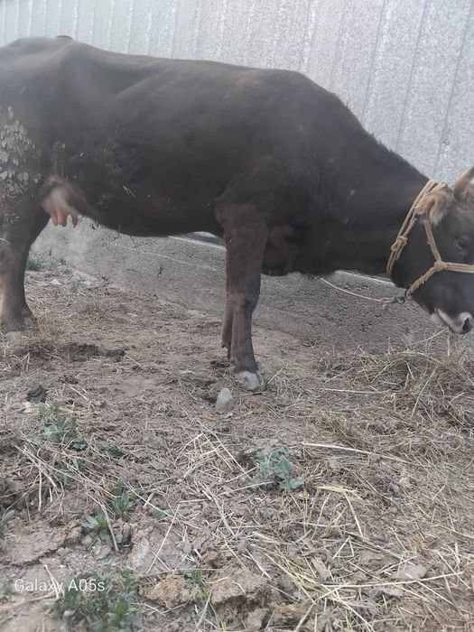 Бұзаулы сиырлар сатылады