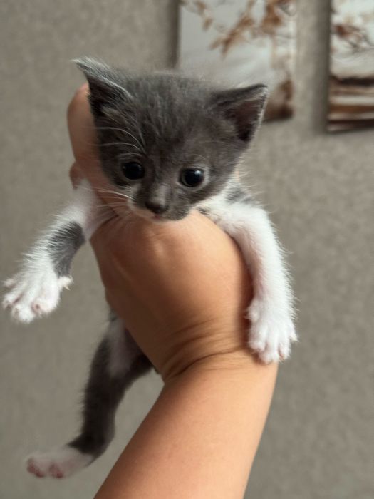 Отдам малышей-котяток