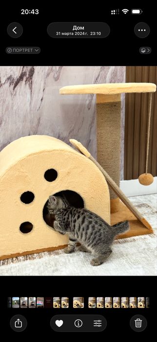 Кошка Бенгал два года