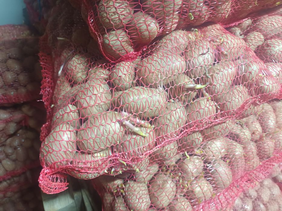 Sămânța de cartofi