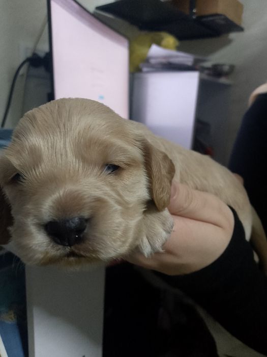 Щенки кокер спаниель