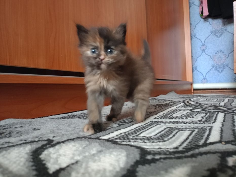 Отдам котят мама майкун