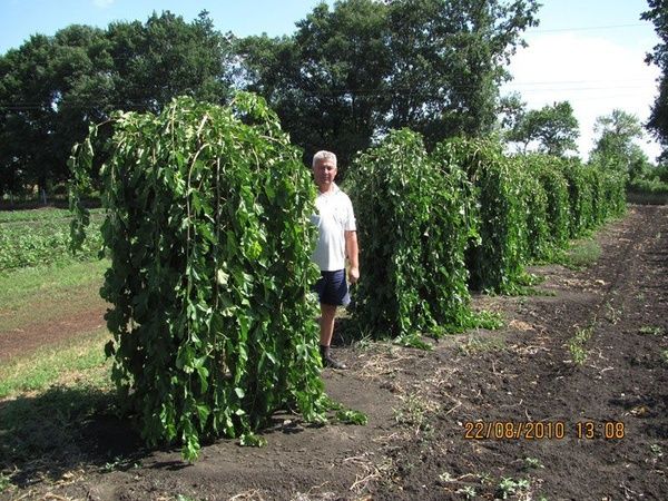 Ассалому алейкум ландшафт хизмати дзюдо