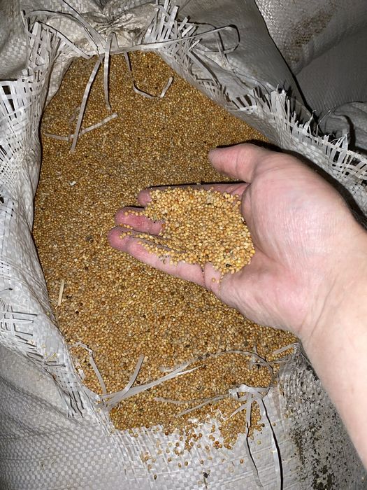 Продам просо чистое