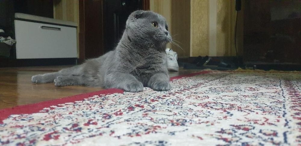 Продаëтся кошка вислоухая пароды