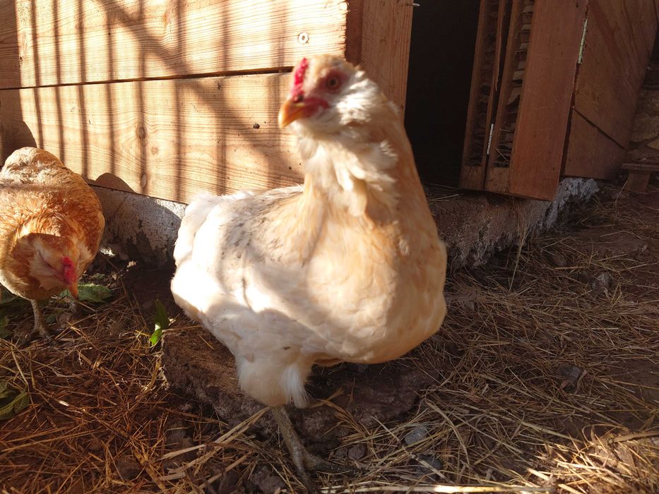 Оплодени яйца от Араукана