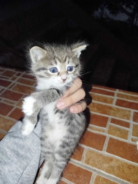 Продам котят мальчиков