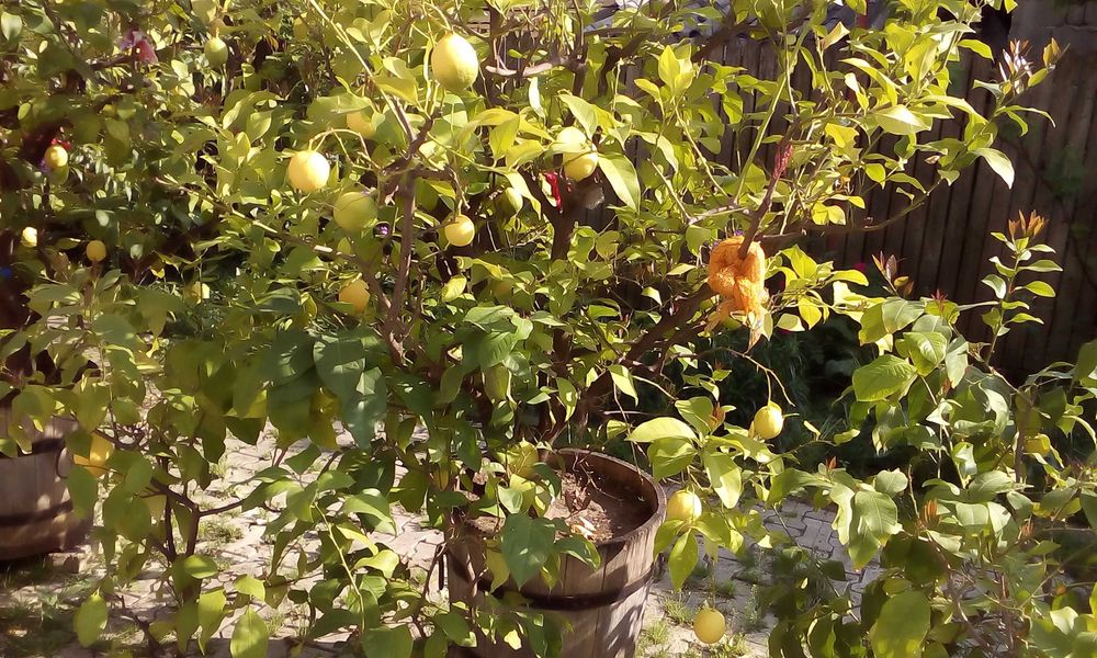 Pomi de lămâi fructiferi