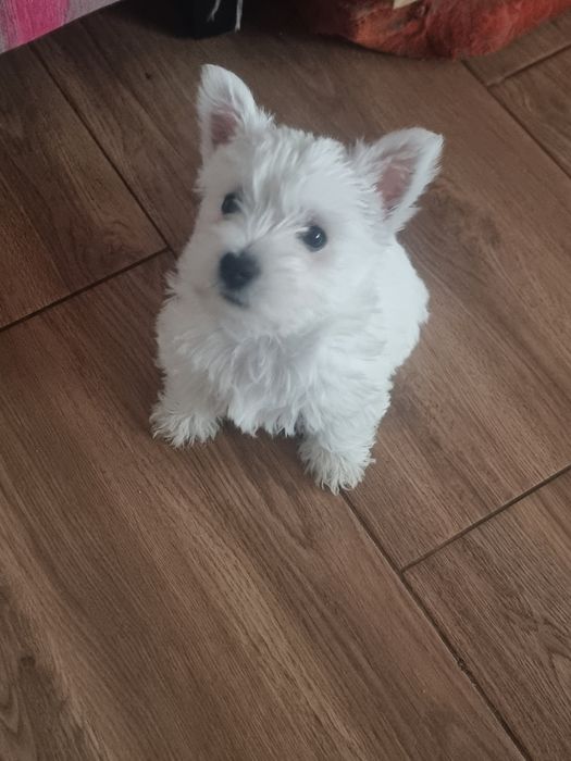 West Highland  white terrier de vânzare