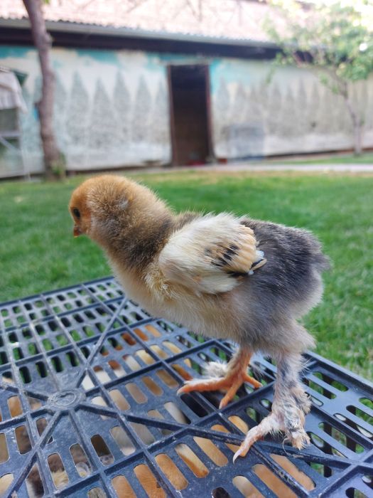 Jaydari jojalari sotuvda mavjud