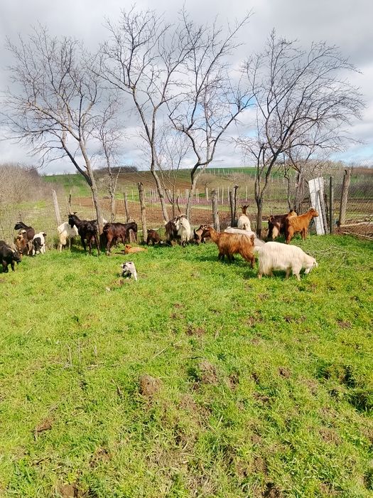 Vind 13 capre mulgatoare