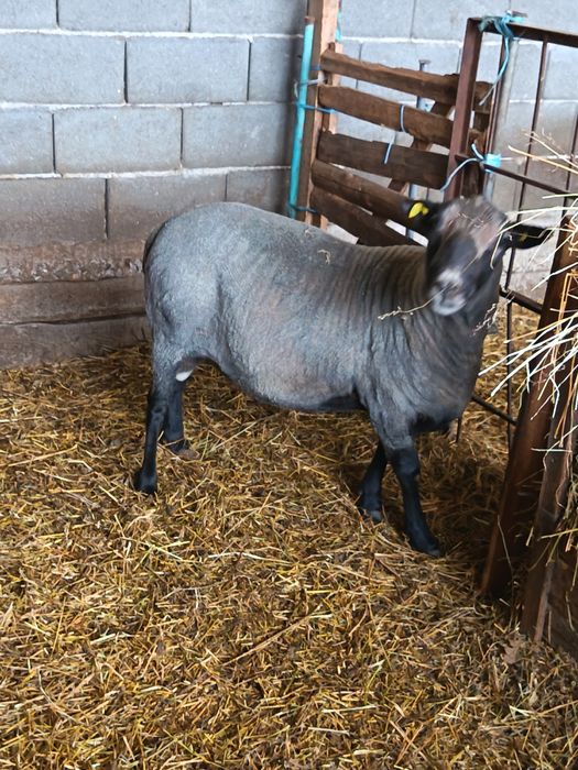 De vanzare berbec Romanov