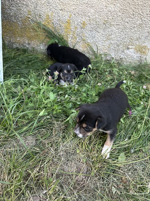 Donez catelusi, 3 in total. Au 5 saptamani , stau pe strada si au nevoie de un stapan