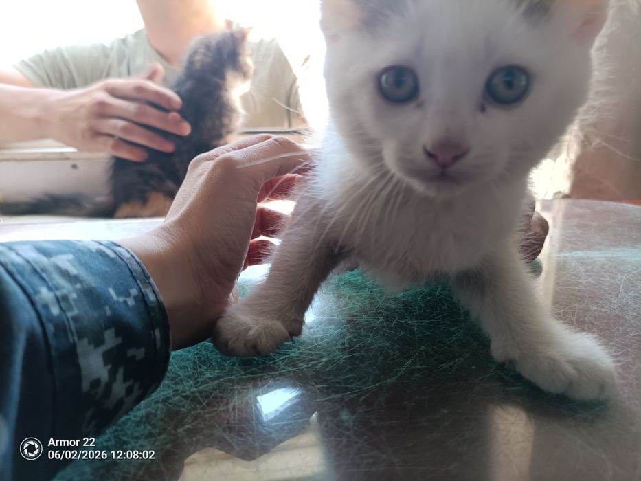 Отдадим котят, бесплатно.
