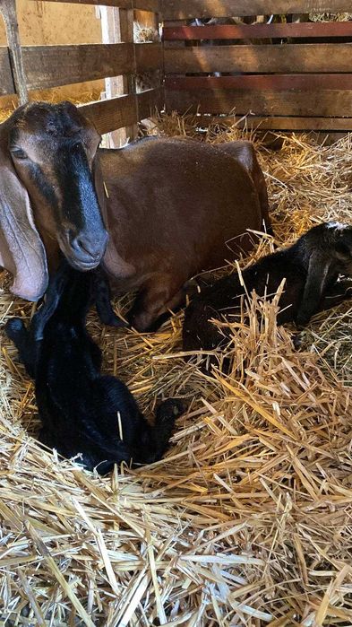 tap capre  anglo nubian