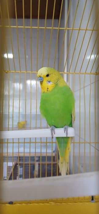 Валныстый папугай