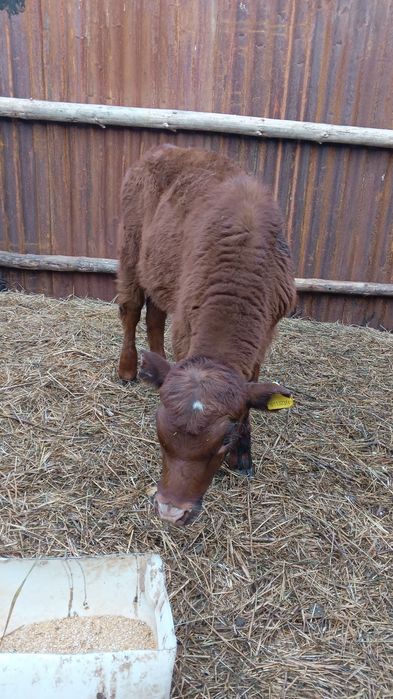 4 месяц Бычок продам