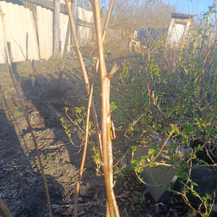 Саженцы малины ремонтантной