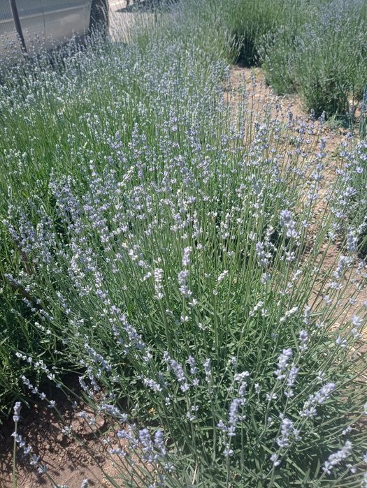 Tufe de lavandă Sevtopolis angustifolium anul 5