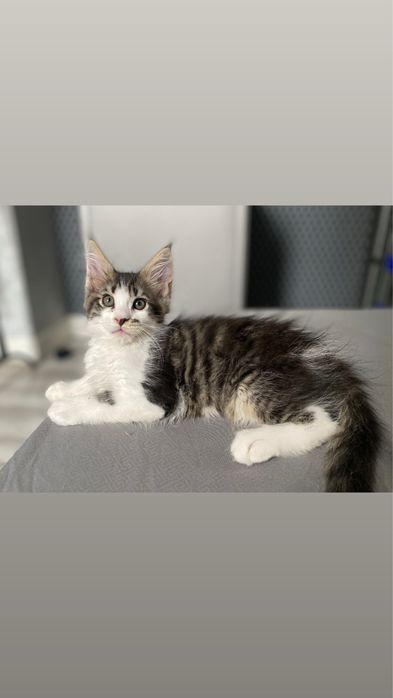 Мейн куны в Астане клубные с документами