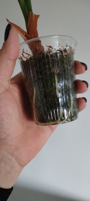 Аглаонема камуфляж