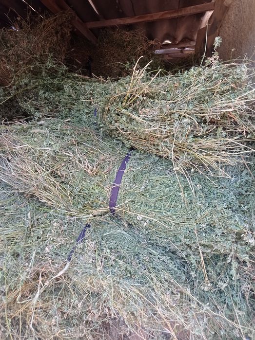 Beda guli bilan bogʻlangan