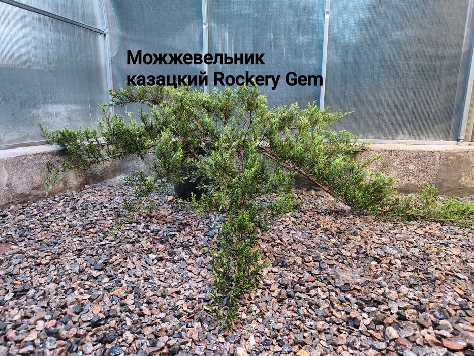 Продам можжевельники