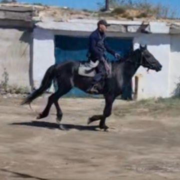 Айғыр 4 жасар дөнен