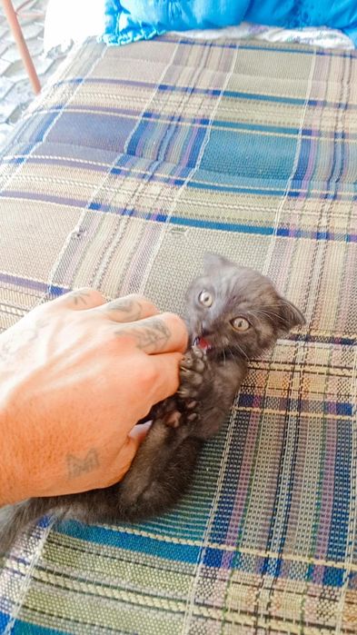 100/garantiya emlamalari boʻlgan uy mushugi juda aqili oʻyinqaroq