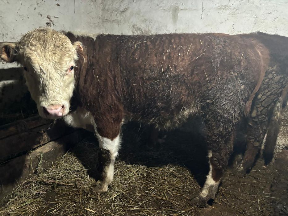 Бука откорм сатылады