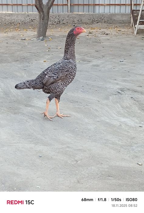 Xuroz faqat zotga 500 tovuqlar 350 dan