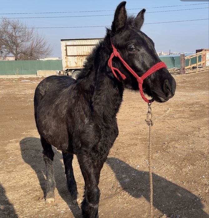 Тай сатылады еркек