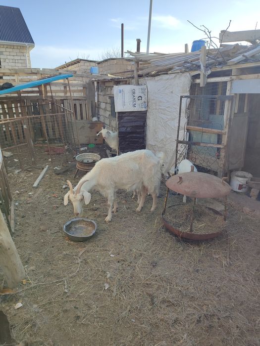 Занен  ешкі сатылады