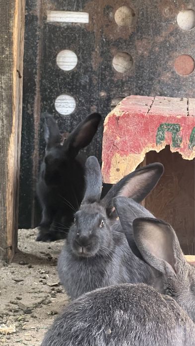 Кояндар сатылады 6000