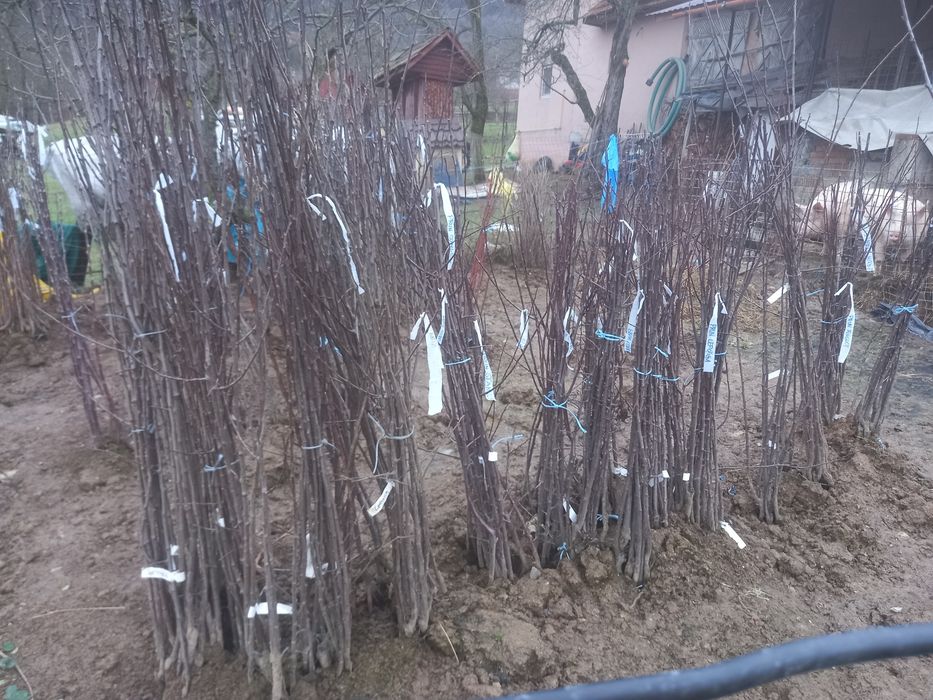 Pomi fructiferi altoiți