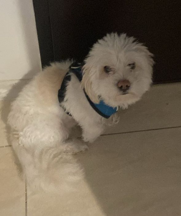 Bichon pentru adopție