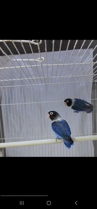 Nerazluchka Maska Lutina Paralar Неразлучники Маска Лутина Пари