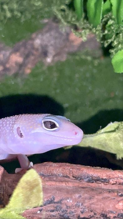 Малашь эублефар, мальчик