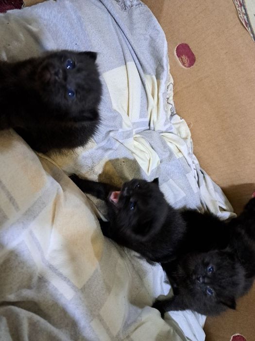 Juda ham aqilli mushuk