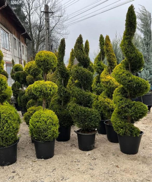 Plante ornamentale de diferite varietatii