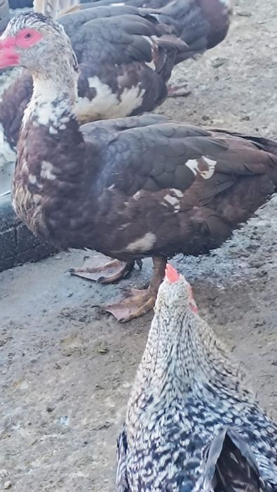 Селезень индоутки на племя